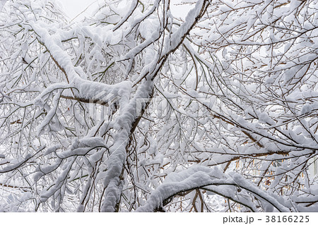 木の枝に積もる雪 38166225