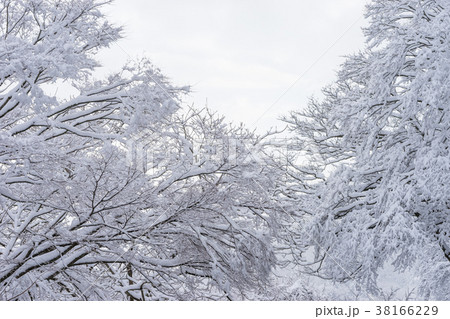 木の枝に積もる雪 木の枝に積もる雪 38166229