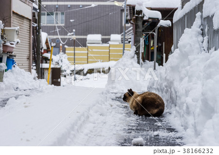 雪の日の野良猫 38166232