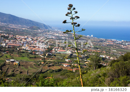 Flowering Agave americana against city and sea. LA Flowering Agave americana against city and sea. LA 38166320
