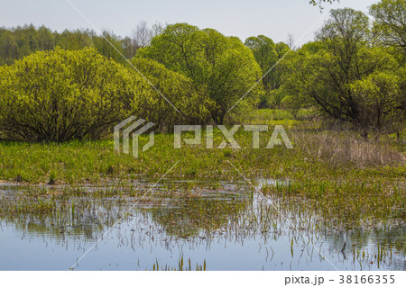 Summer landscape with marsh in the meadow near 38166355