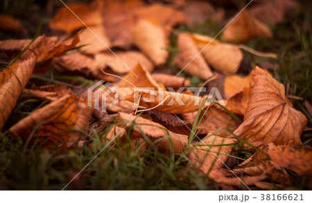 Autumn leaves in the park Autumn leaves in the park 38166621