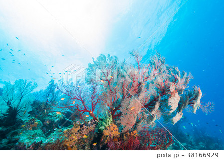 美しい海とイソバナ 38166929