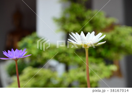 蓮の花 38167014