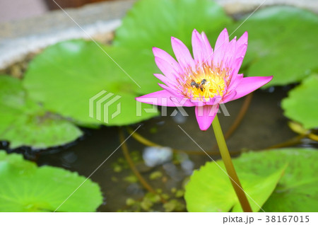 蓮の花 38167015