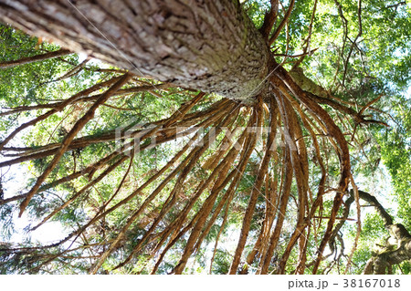 スギの大木 38167018