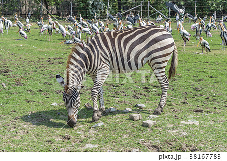 Zebra eating grass 38167783