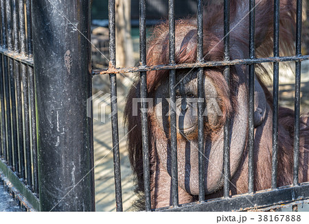 Big orangutan orange monkey in the cage Big orangutan orange monkey in the cage 38167888