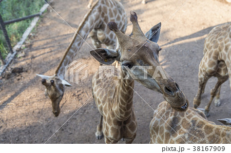 Giraff is waiting food from tourist in a zoo Giraff is waiting food from tourist in a zoo 38167909