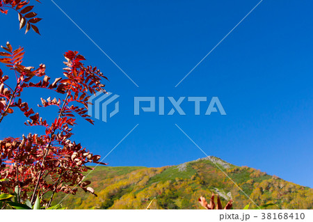 栂池自然園　紅葉／長野県小谷村 38168410