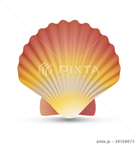Scallop Shell Images – Browse 83,377 Stock Photos, Vectors, and Video