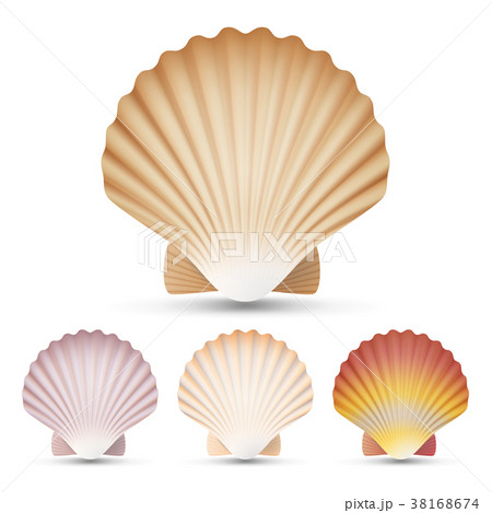 Scallop Seashell Vector. Realistic Scallops Shell - Stock Illustration  [38168673] - PIXTA