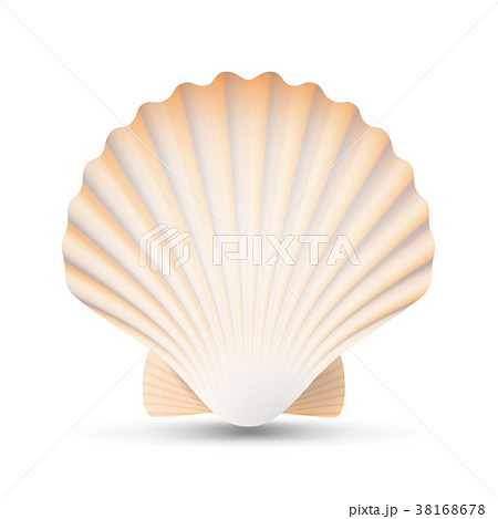 Scallop Seashell Vector. Beauty Exotic Souvenir Scallop Seashell Vector. Beauty Exotic Souvenir 38168678