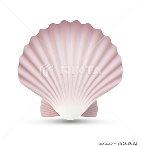 Scallop Seashell Vector Stock Vector (Royalty Free) 143871178