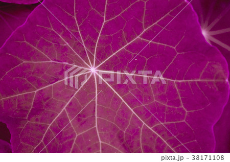 Colorful autumn leaves with purple filter Colorful autumn leaves with purple filter 38171108