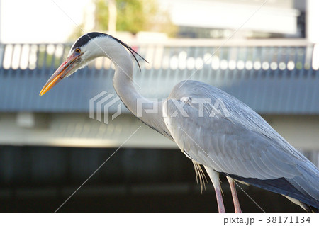 サギ 38171134