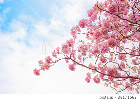 Beautiful Pink Trumpet flower  38171662