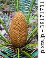The exotic fruit of A Palm Tree. 38171731