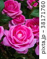 The artificial colorful Roses. 38171760