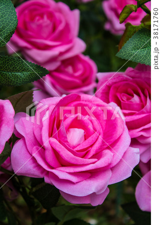 The artificial colorful Roses. 38171760