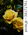 The artificial colorful Roses. 38171761