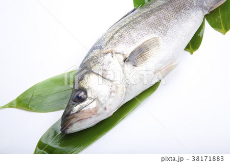 すずき 食材 すずき 食材 38171883