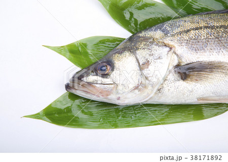 すずき 食材 すずき 食材 38171892