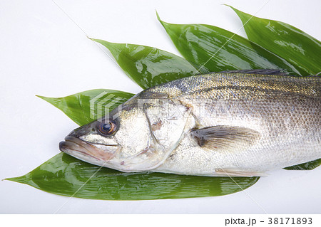 すずき　食材 38171893