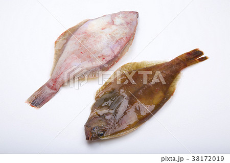 カレイ 食材 カレイ 食材 38172019