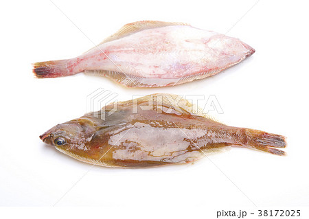 カレイ　食材 38172025