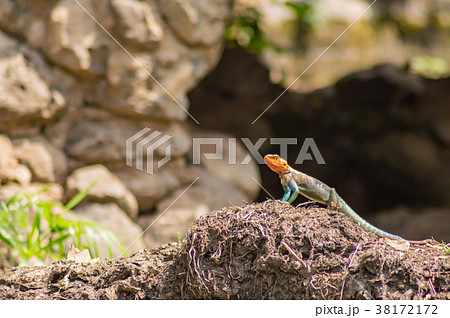 Lizard called agame settlers in the savannah  38172172