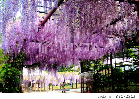 大町藤公園(兵庫県 朝来市) 大町藤公園(兵庫県 朝来市) 38172513