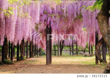 大町藤公園（兵庫県　朝来市） 38172515
