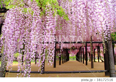 大町藤公園(兵庫県 朝来市) 大町藤公園(兵庫県 朝来市) 38172516