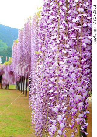 大町藤公園 兵庫県 朝来市 の写真素材