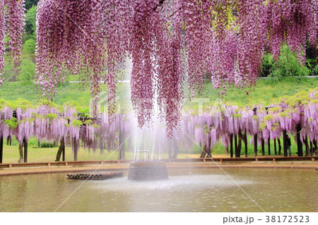 大町藤公園 兵庫県 朝来市 の写真素材