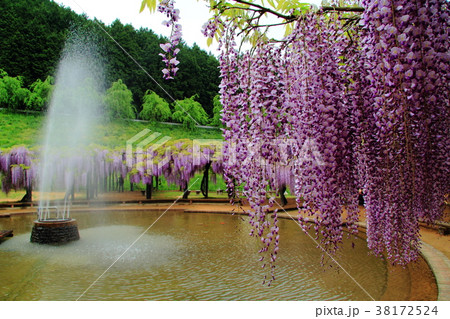 大町藤公園（兵庫県　朝来市） 38172524