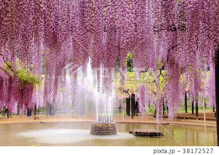 大町藤公園 兵庫県 朝来市 の写真素材