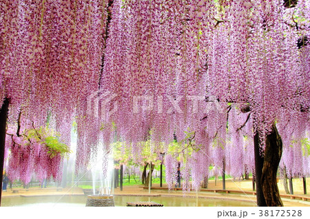 大町藤公園 兵庫県 朝来市 の写真素材