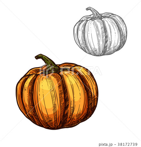 Pumpkin vector sketch vegetable icon 38172739
