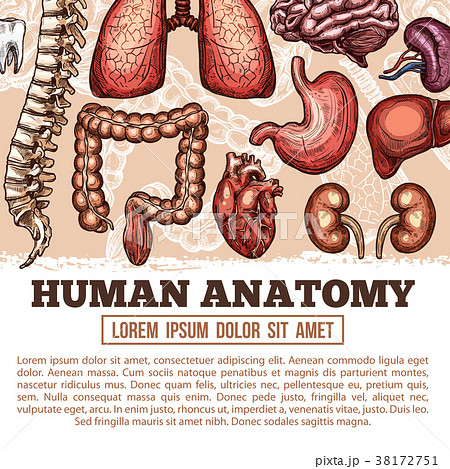 Human organs anatomy vector sketch poster Human organs anatomy vector sketch poster 38172751