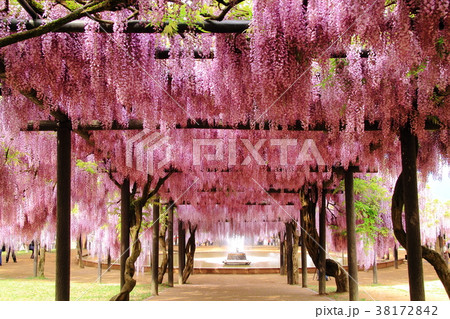 大町藤公園(兵庫県 朝来市) 大町藤公園(兵庫県 朝来市) 38172842