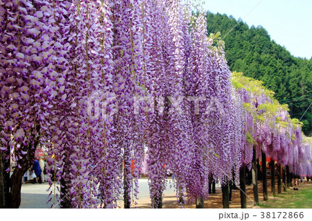 大町藤公園 兵庫県 朝来市 の写真素材