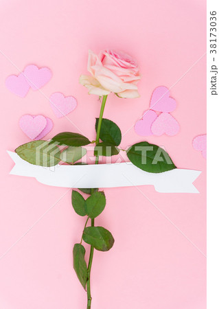 Violet blooming roses Violet blooming roses 38173036