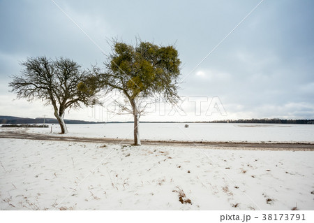 tree along the road 38173791