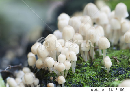 Mushrooms (Coprinus disseminatus) on a stump Mushrooms (Coprinus disseminatus) on a stump 38174864