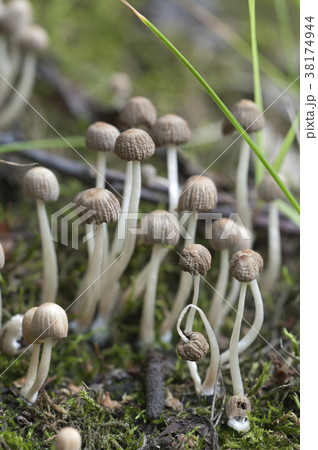 Mushrooms (Coprinus disseminatus) on a stump 38174944