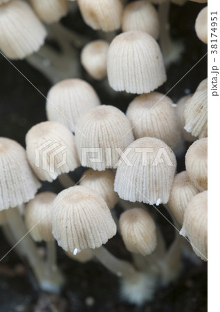 Mushrooms (Coprinus disseminatus) on a stump Mushrooms (Coprinus disseminatus) on a stump 38174951