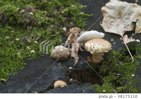 Pholiota squarrosa mushroom Pholiota squarrosa mushroom 38175110