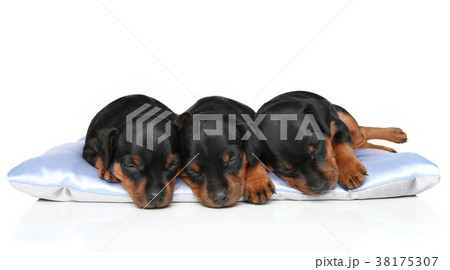 Miniature Zwerg Pinscher puppies sleeping 38175307